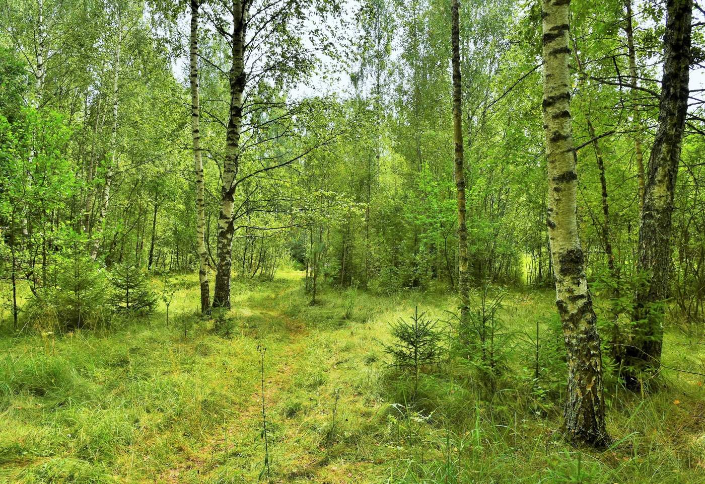 Тропинка в август ...