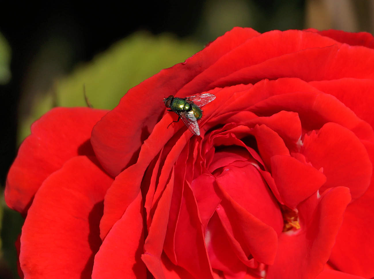 Зелёная на красном