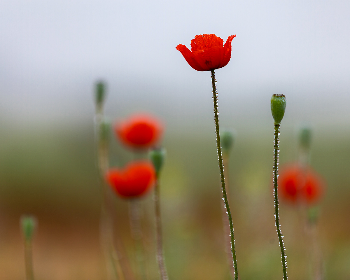 Вспоминая май