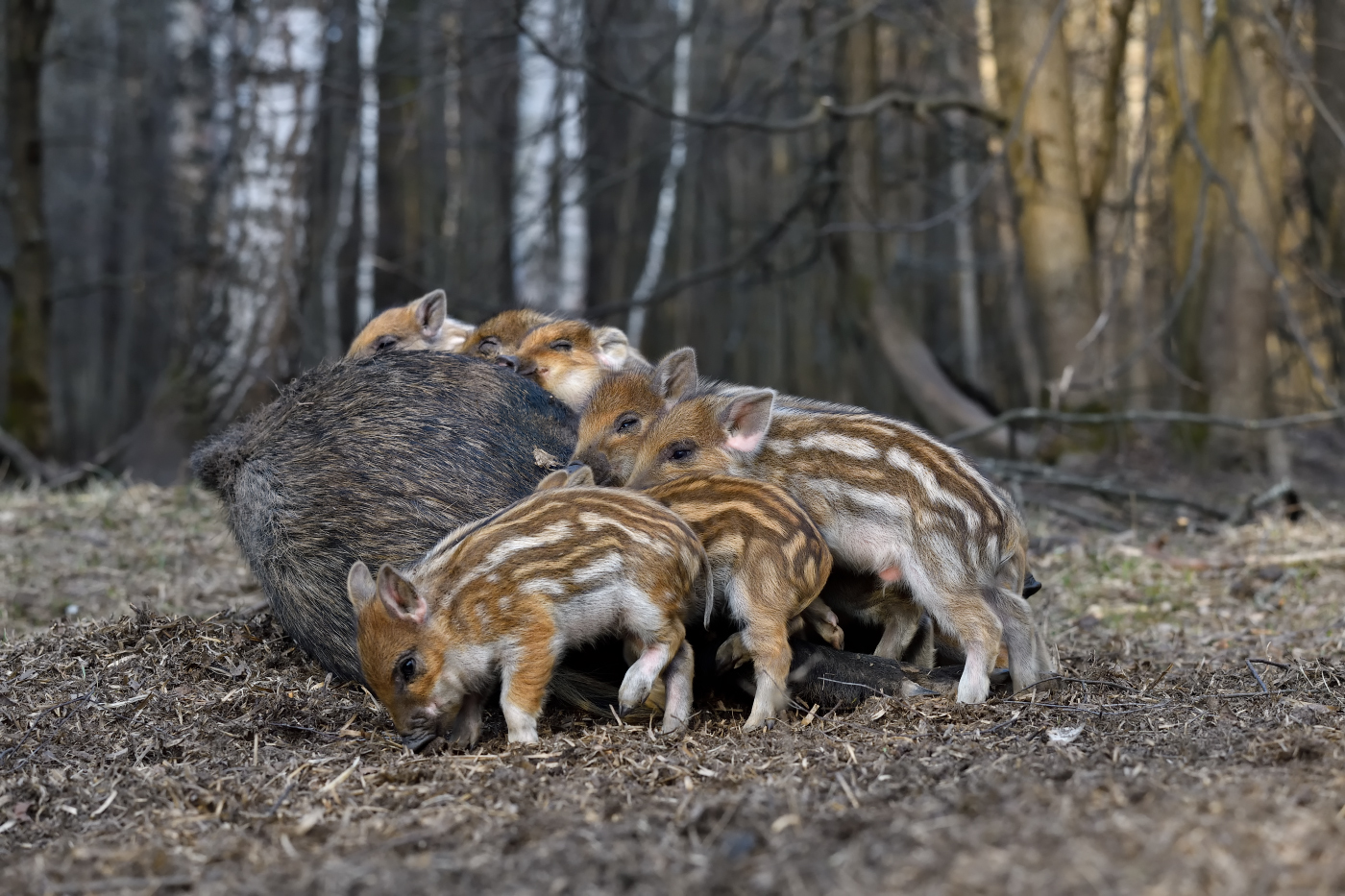 хорошо с мамой