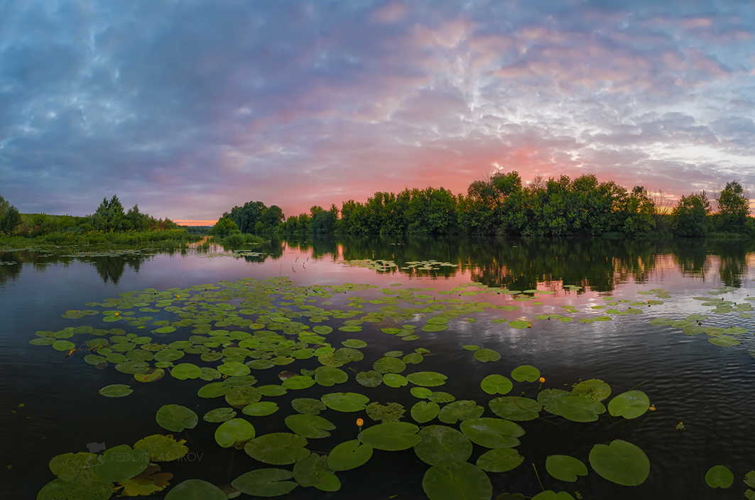 Листья кубышки