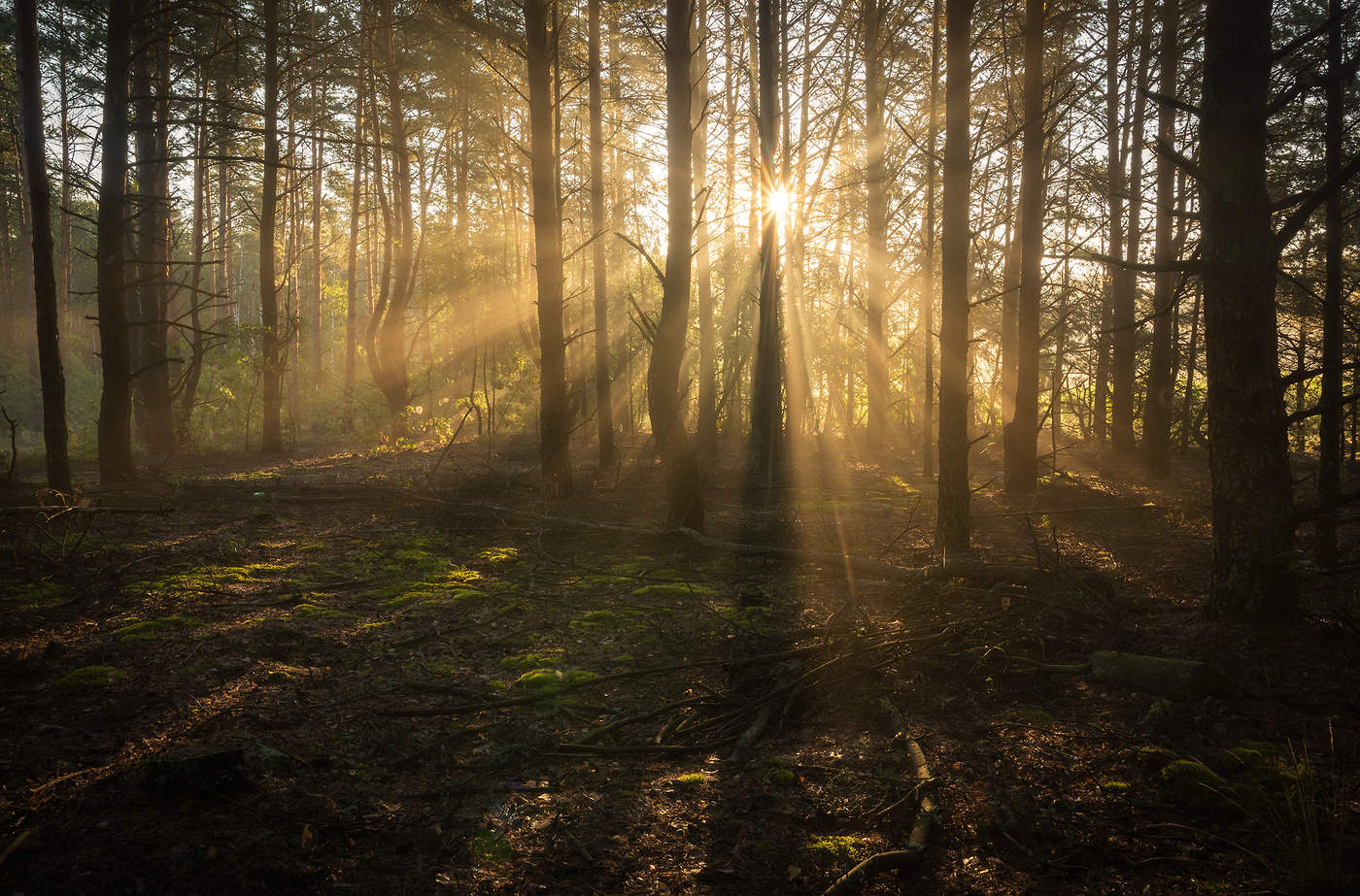 Солнце в лесу