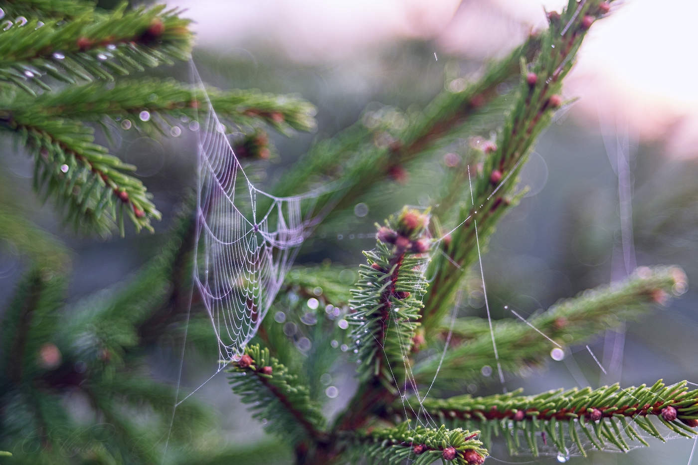 На рассвете