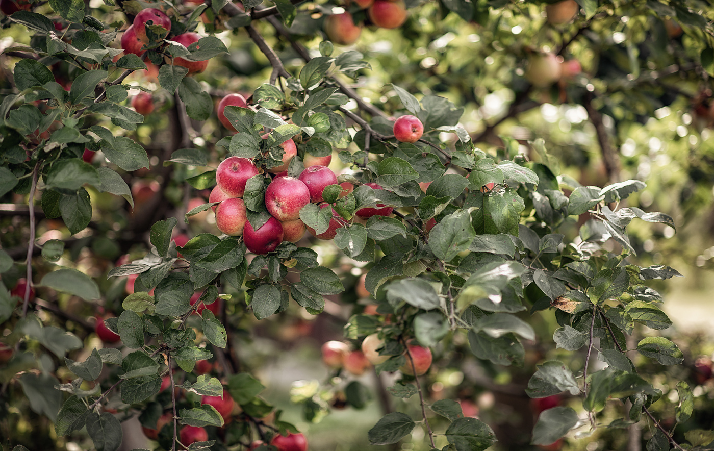 Моя яблонька..