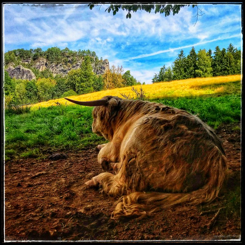 созерцатель