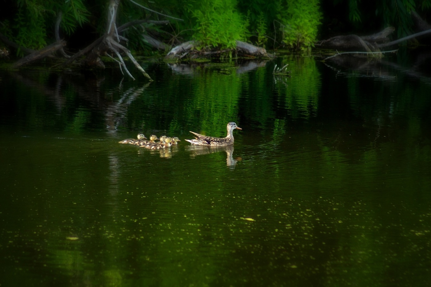 Утиная флотилия