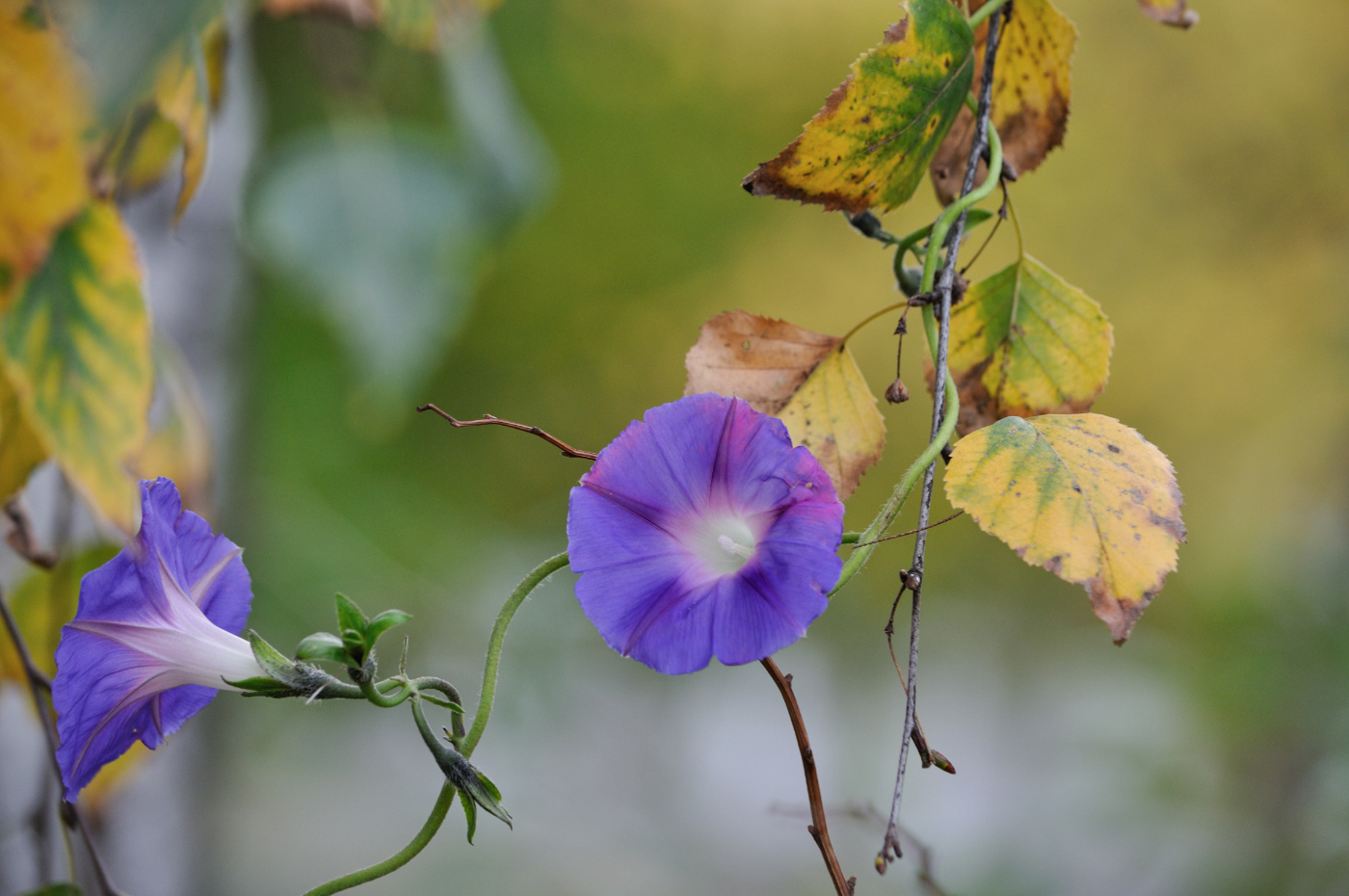 Осеннее созвучие...