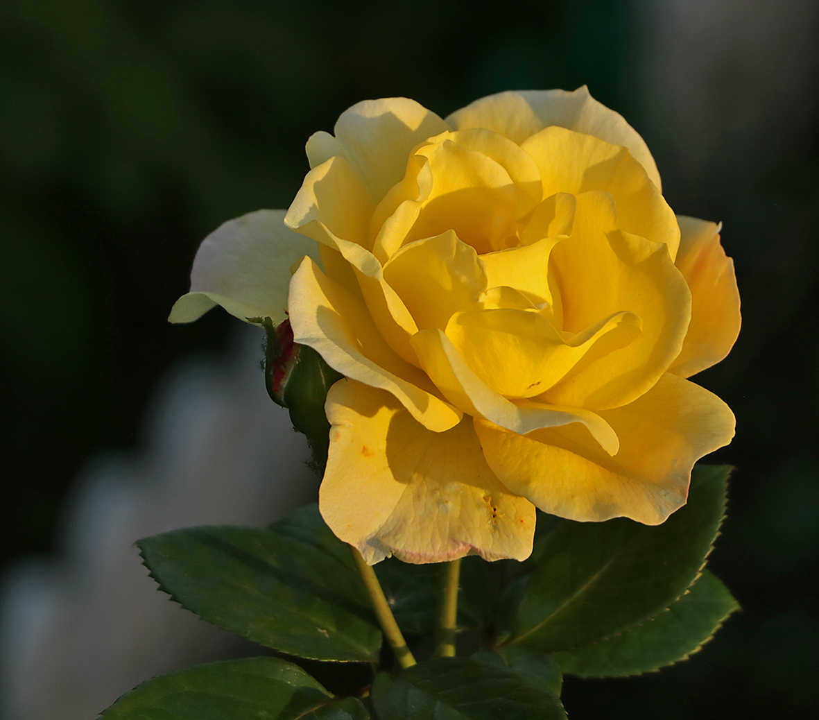 Вечерний лучик высветил красотку...