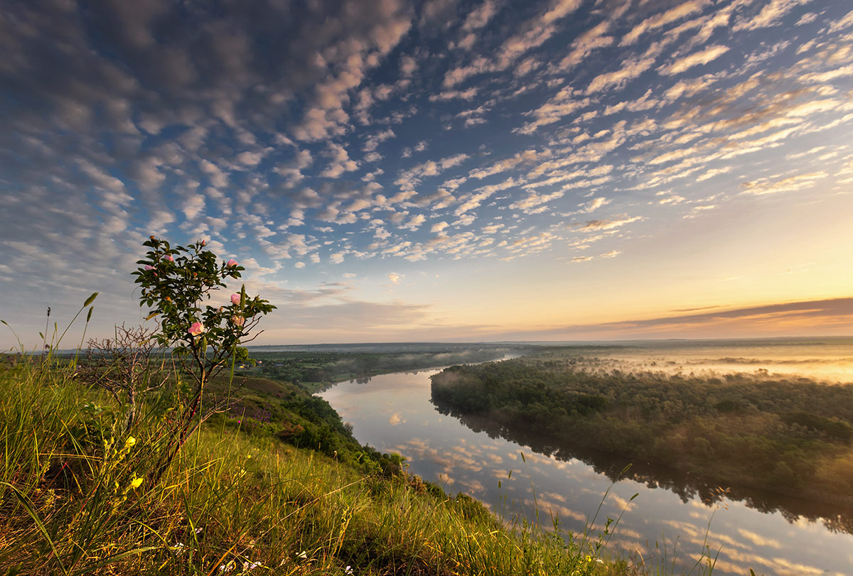 Шиповник цветет
