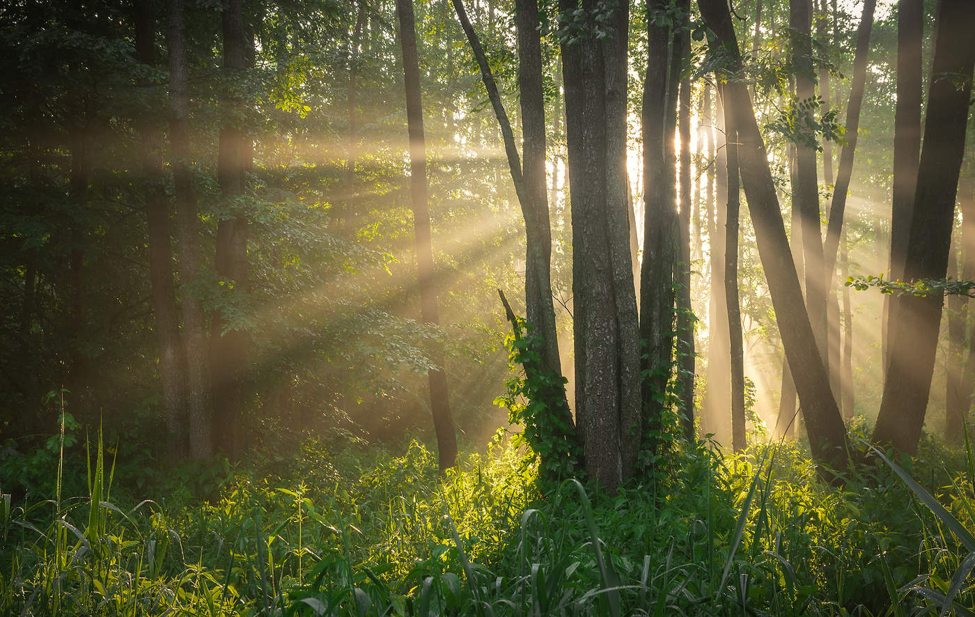В лучах утреннего солнца