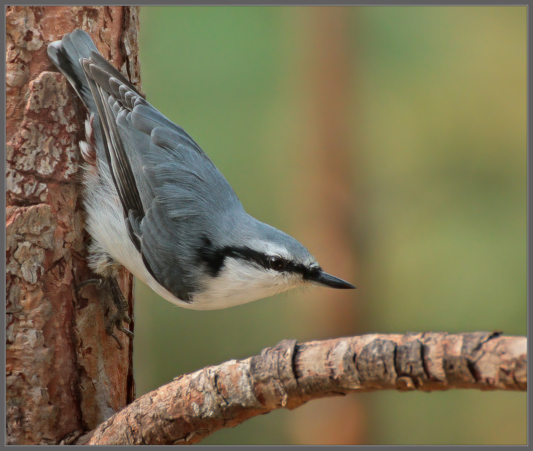 Обаятельный нахал