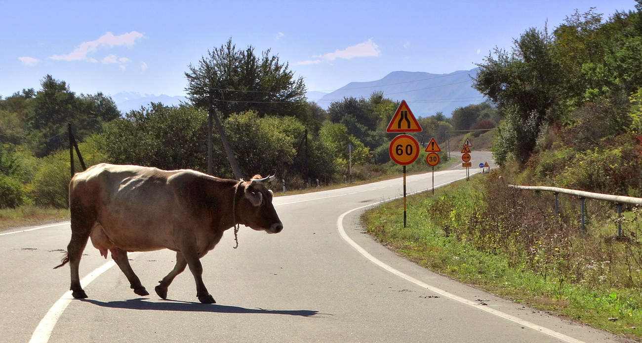 Нарушительница дорожного движения