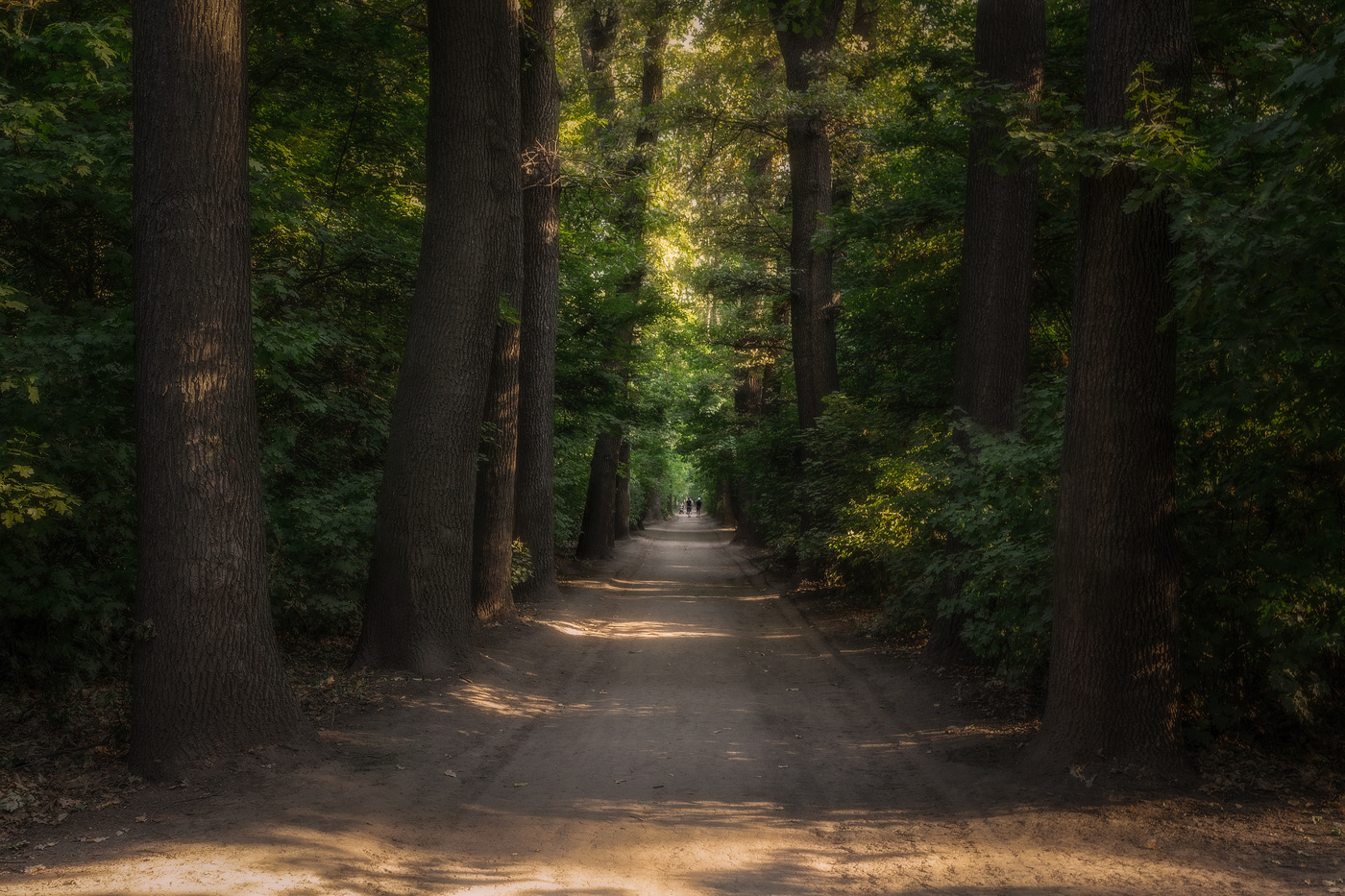 Аллея в "изумрудном лесу".