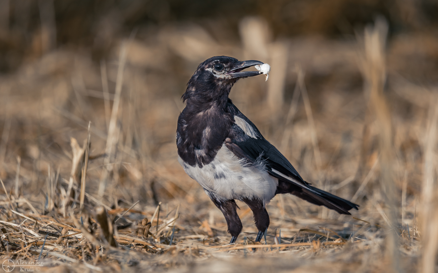 Про сороку и попкорн...