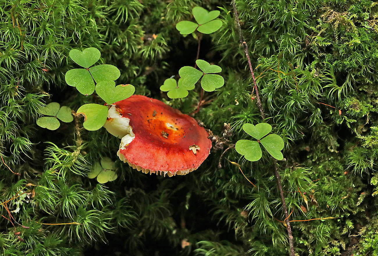 Сыроежка-"опёнок" (на стволе дерева)