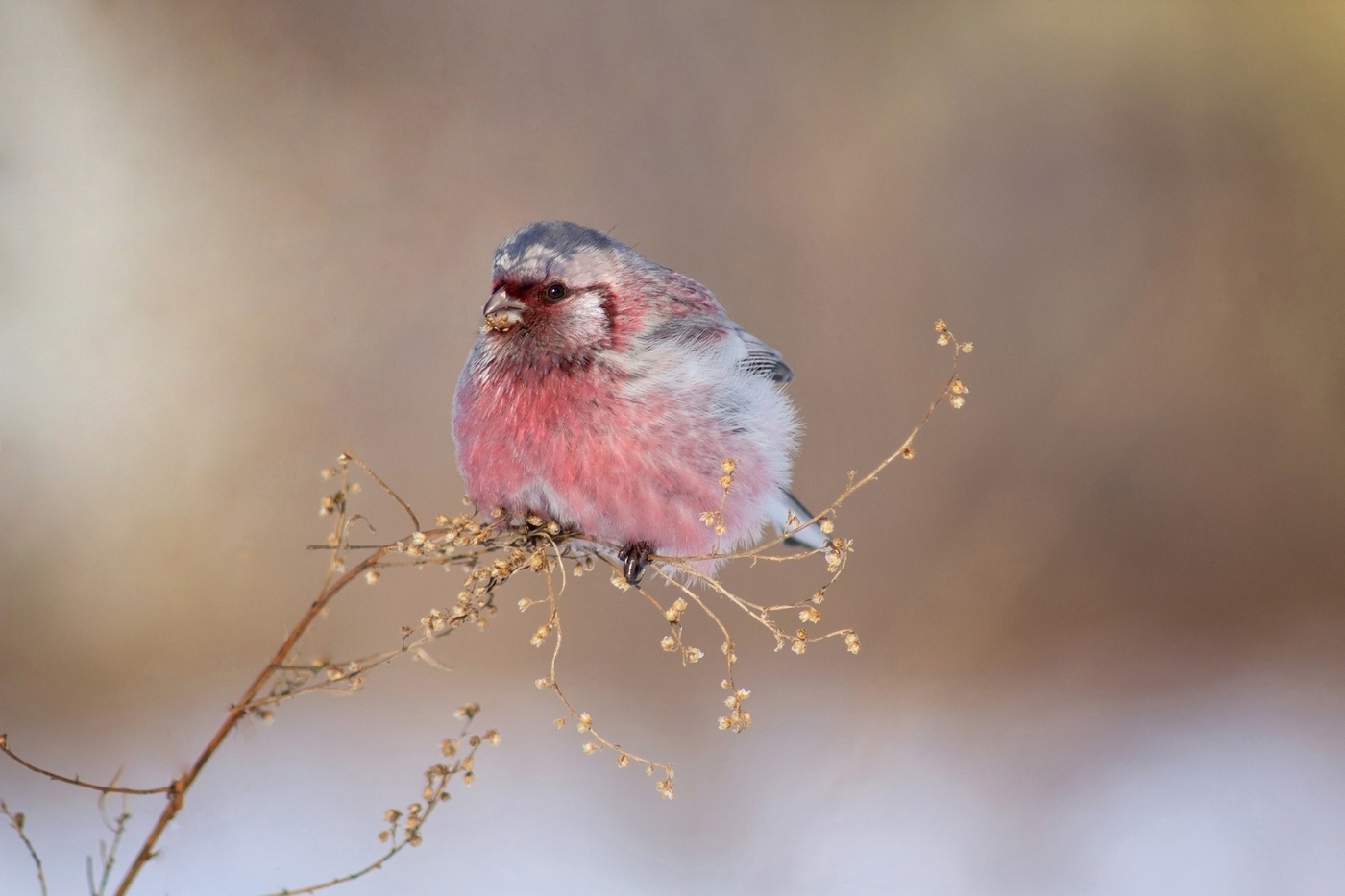 Все тот же - урагус
