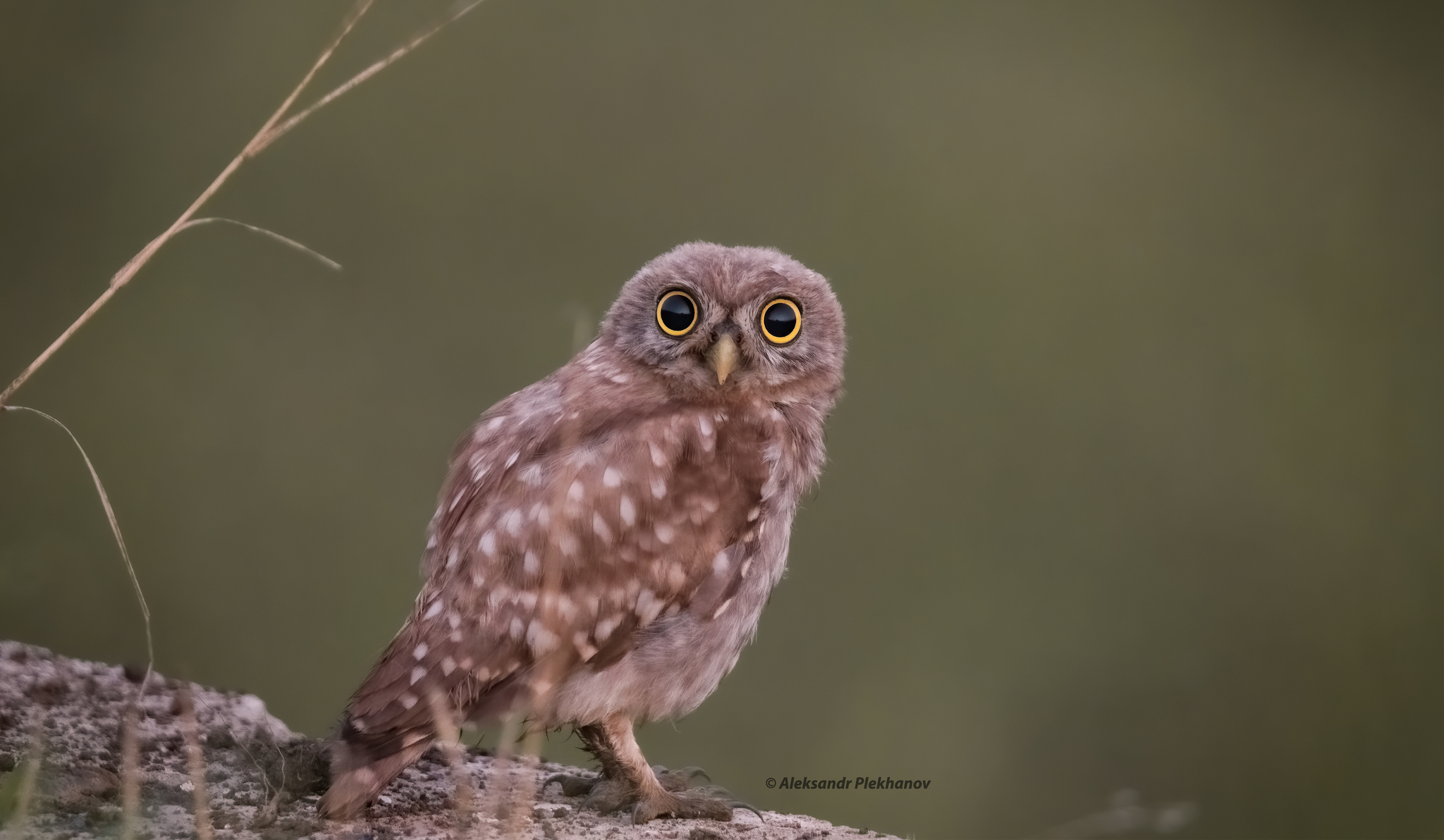 Контакт на рассвете