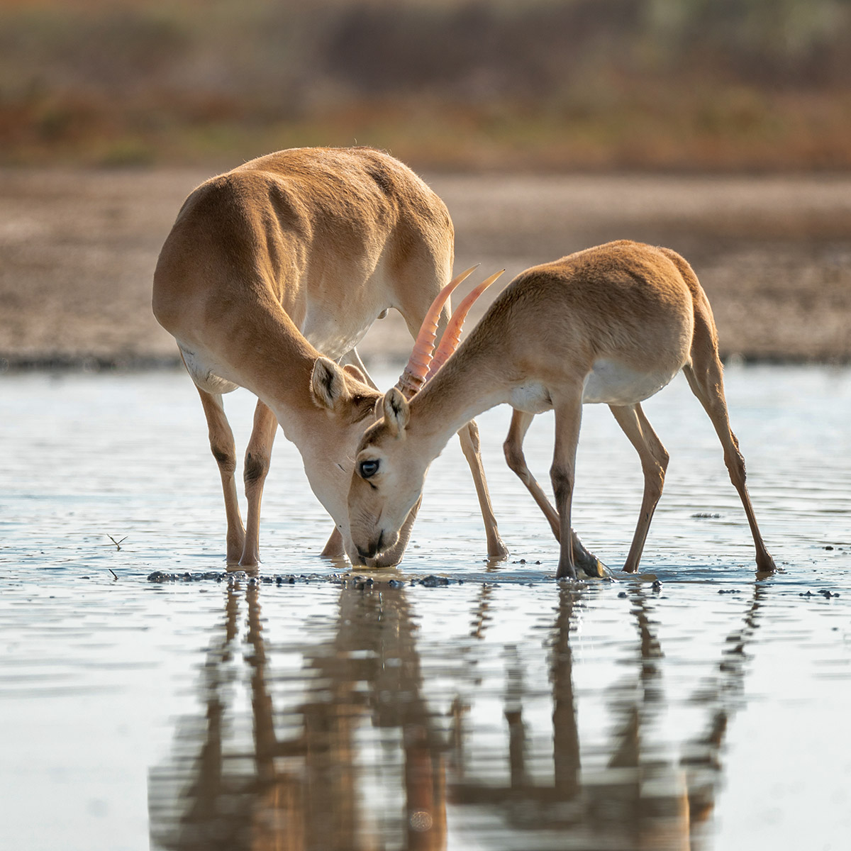 Парочка на водопое