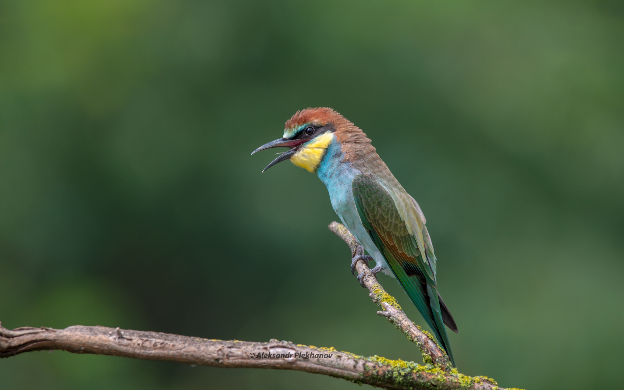 Молоденькая щурка