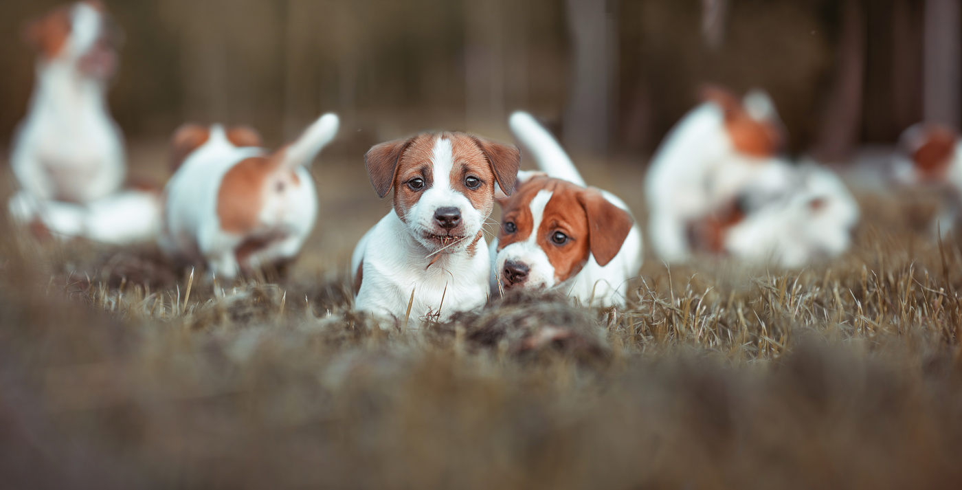 Жизнь собаки зависит от породы хозяина..)