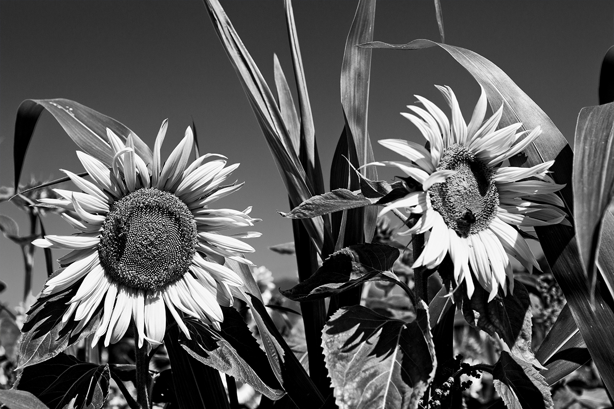 Цветы для Мастера