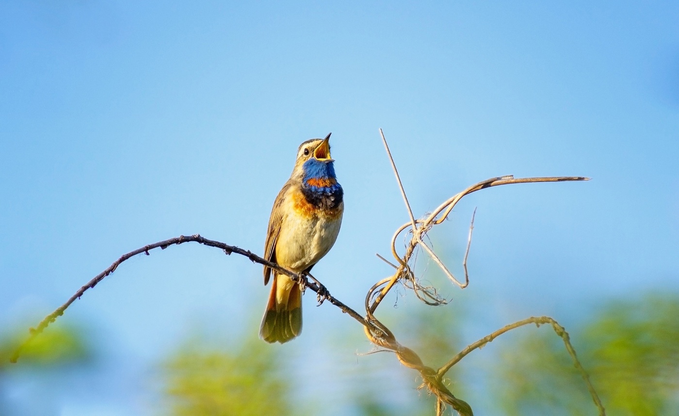 Серенада от варакушки