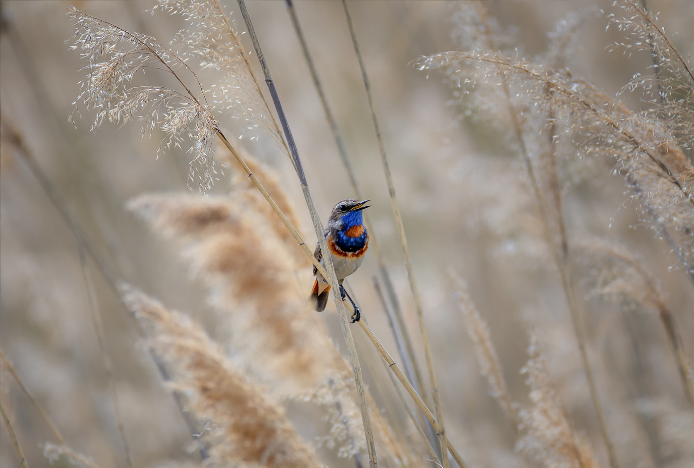 варакушка ..