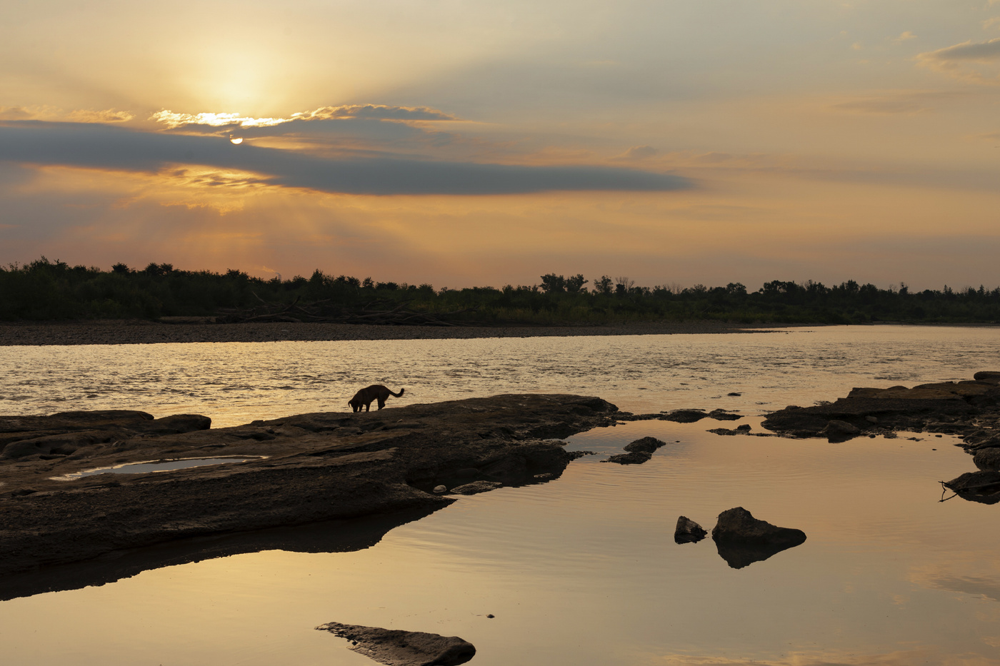 жизнь замечательных собак