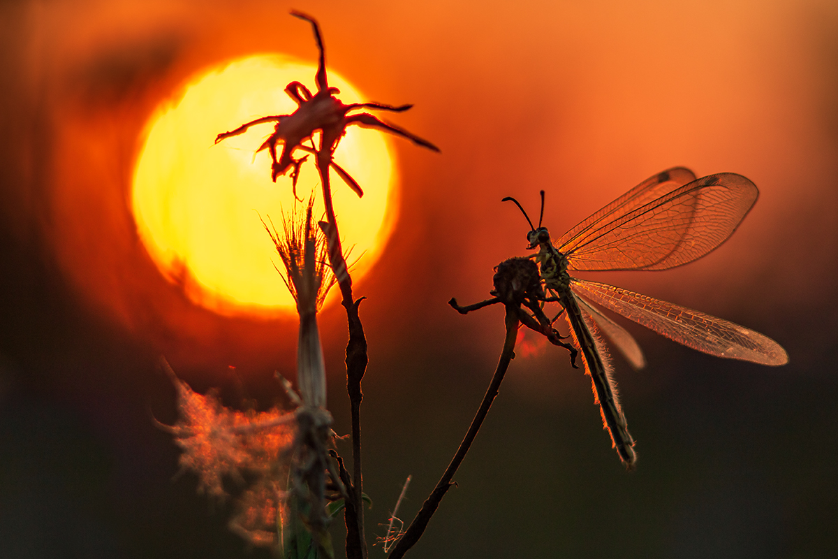 Как лёва Солнце провожал
