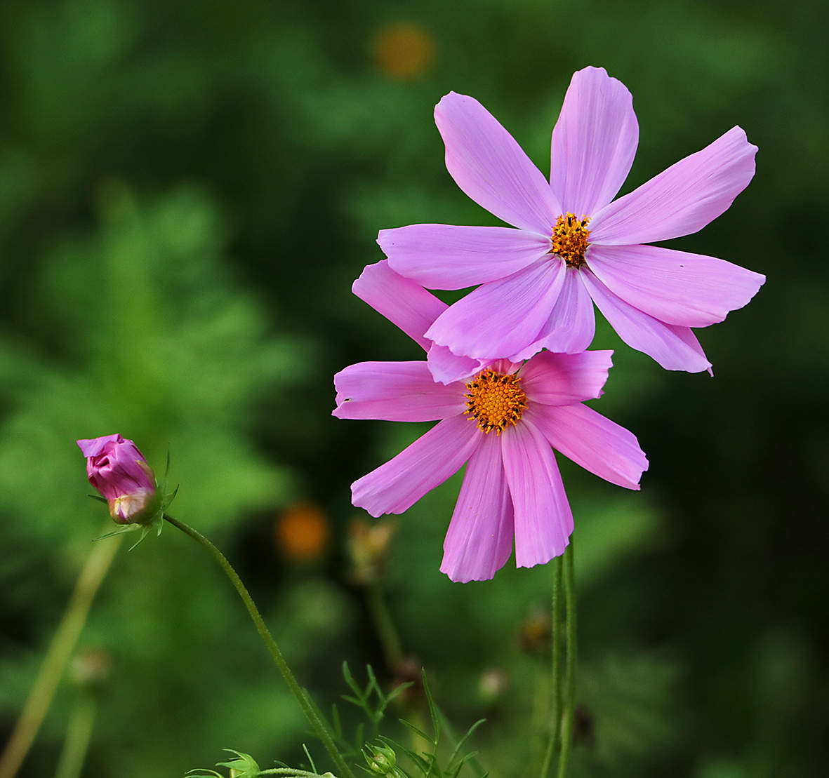 Сладкая парочка