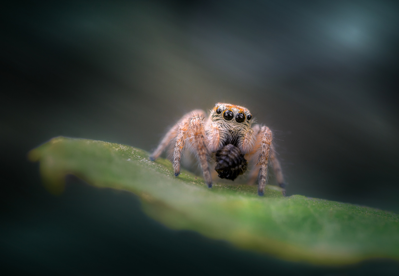 Маленький охотник.