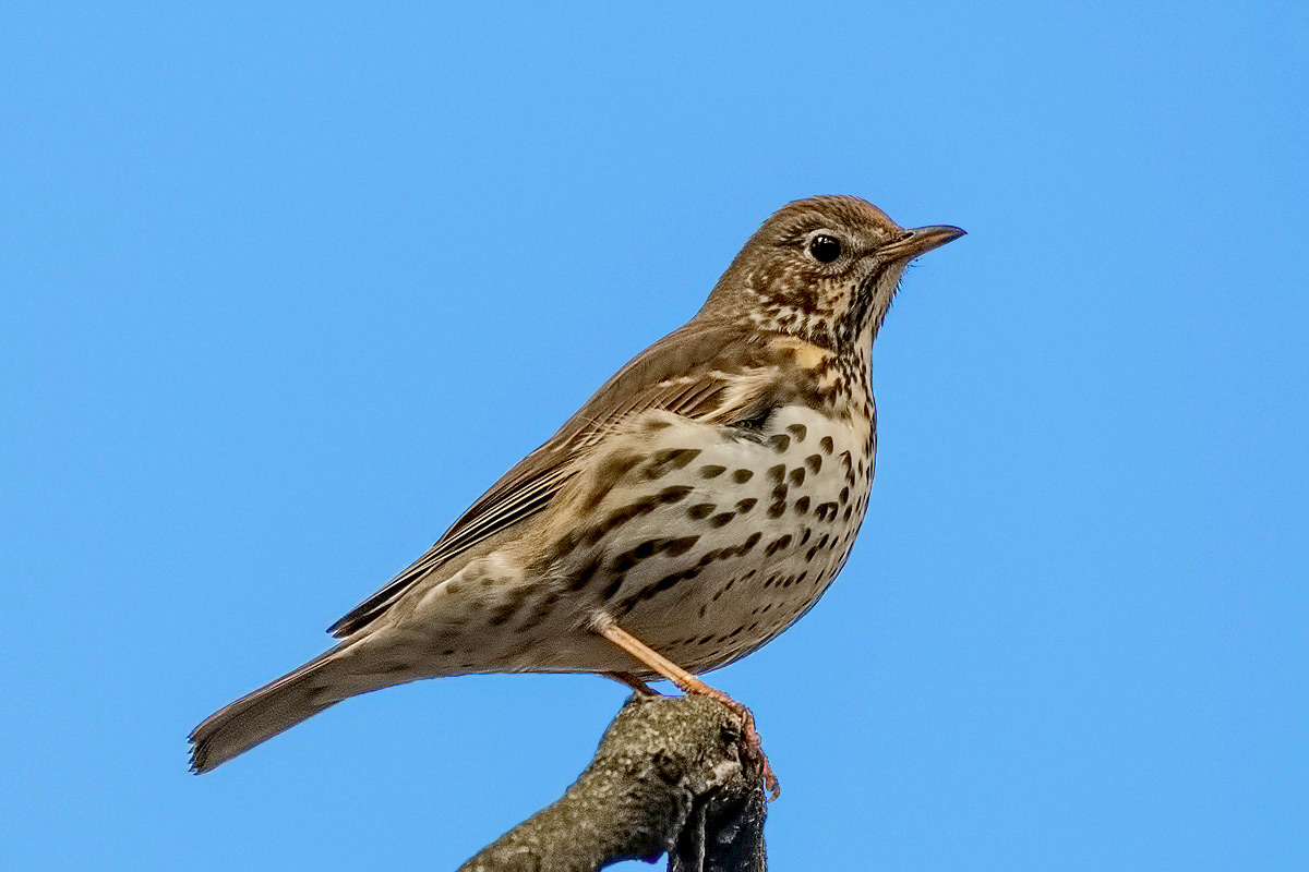 Певчий дрозд.