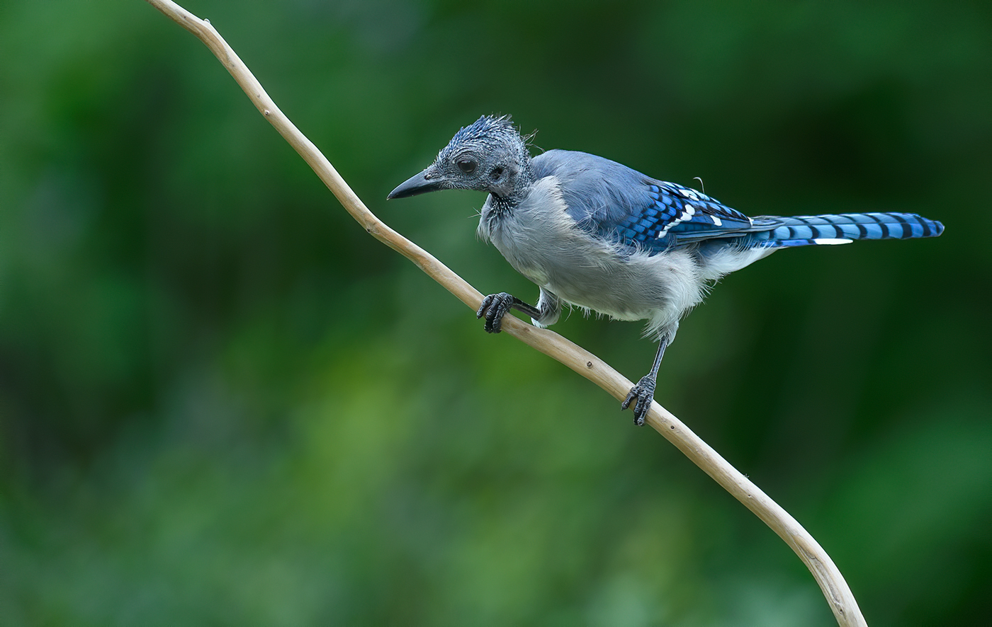 Blue jay (juvenile)