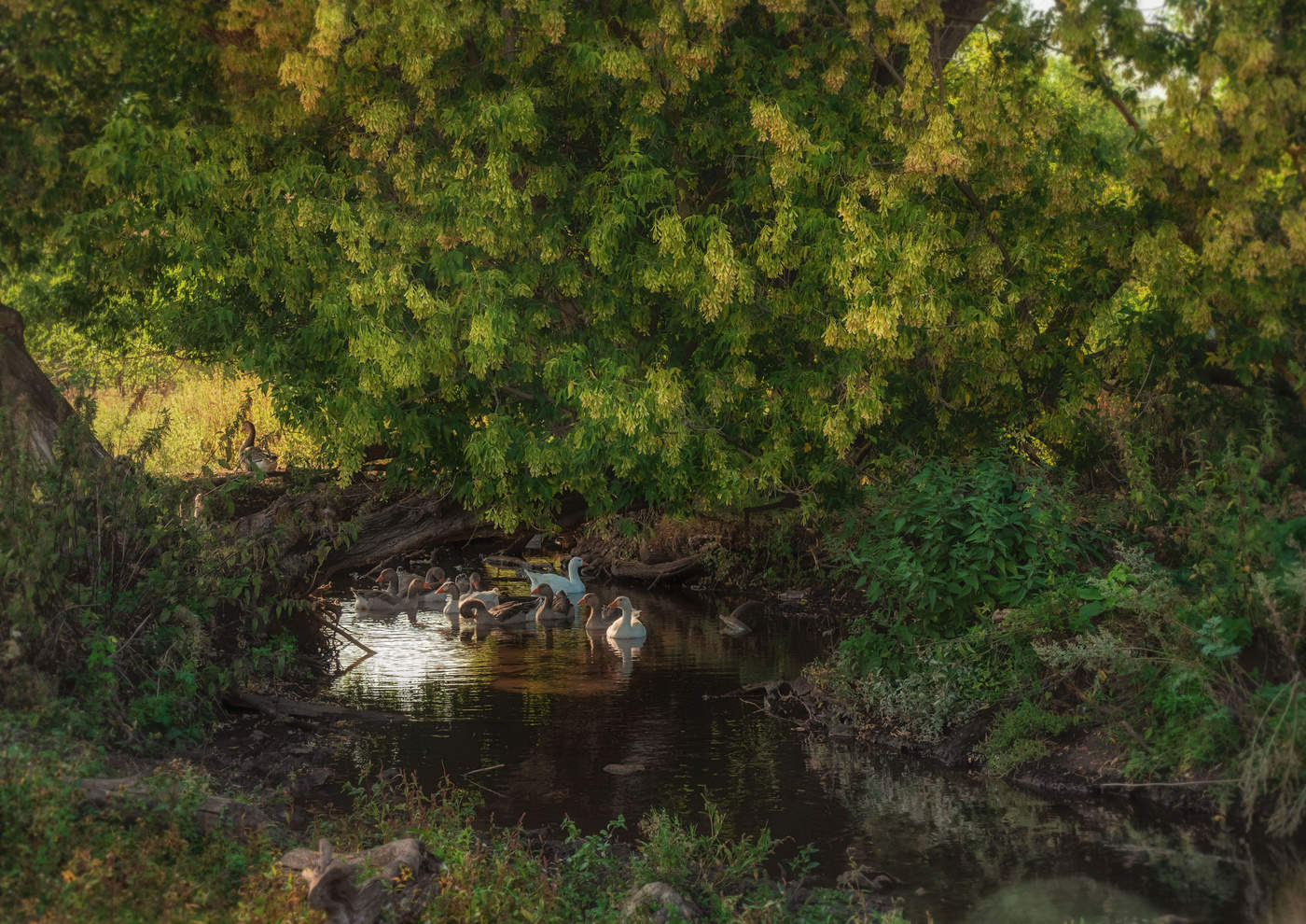 Гуси на ручье