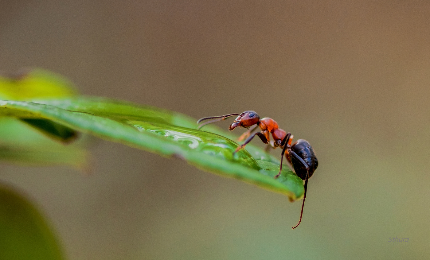Ох, напьюсь...