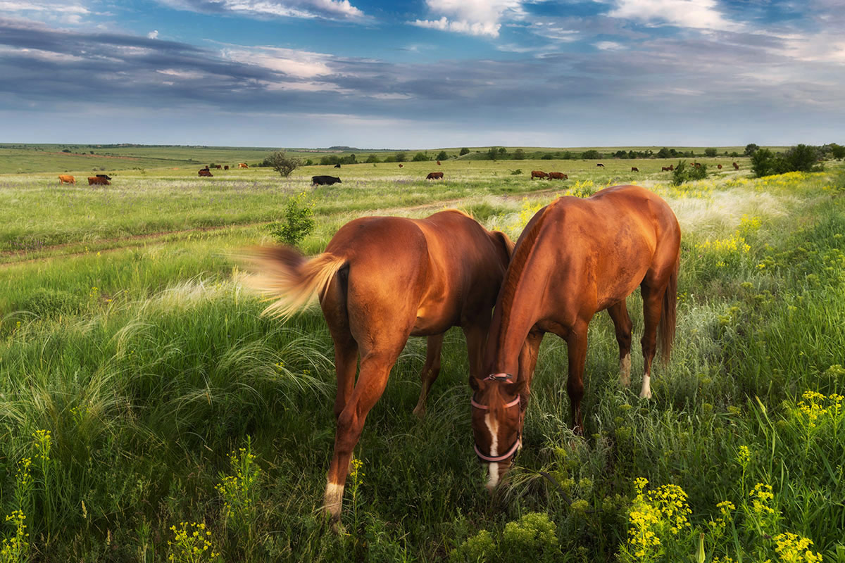 Степные картинки