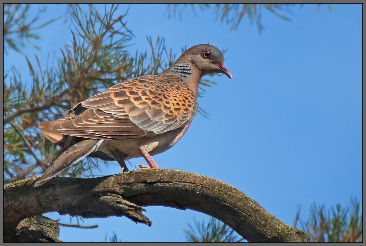 Лесная аристократка