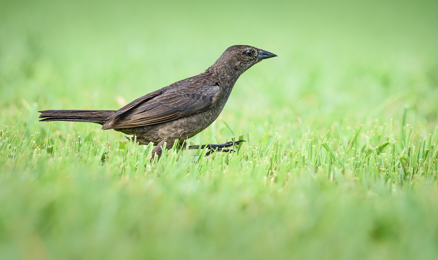 Shiny Cowbird (female)