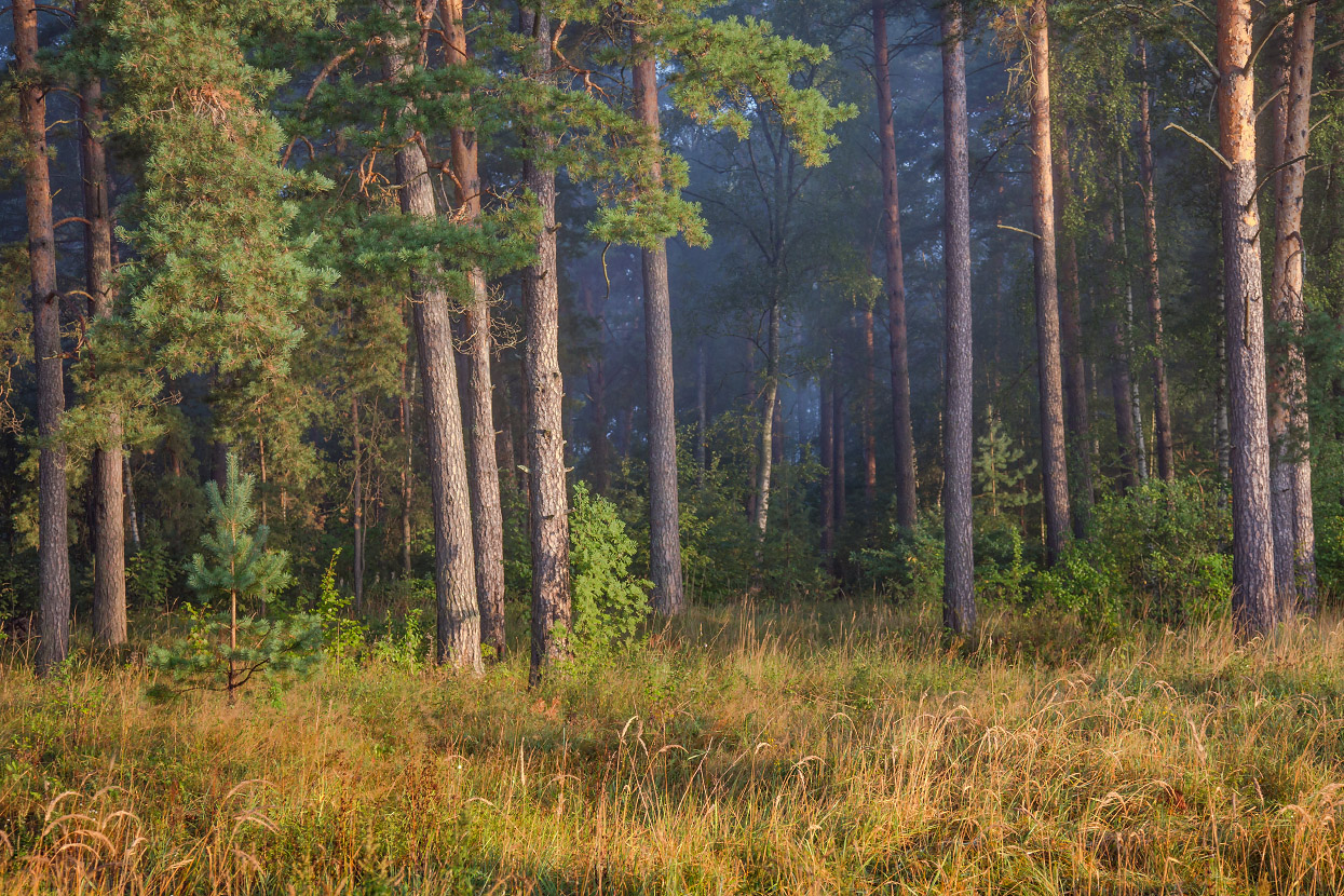 Опушка в утренних лучах
