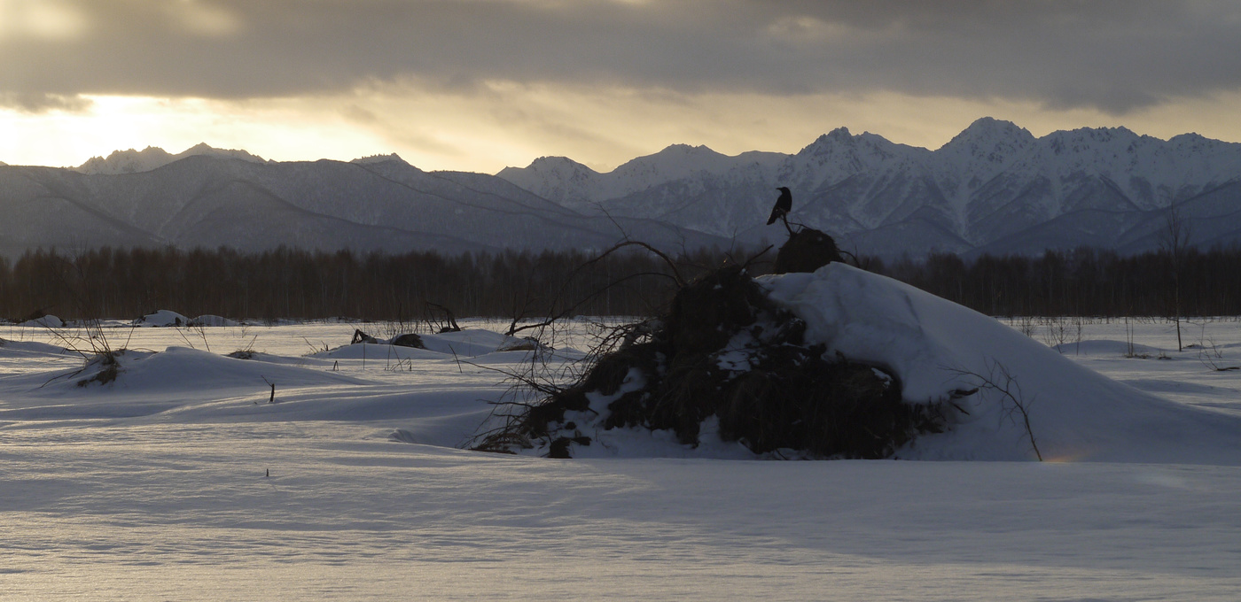 Чёрный ворон.
