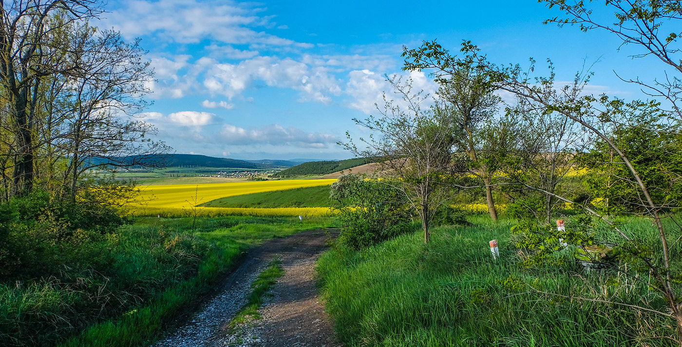 Дали степные- домашнее фото