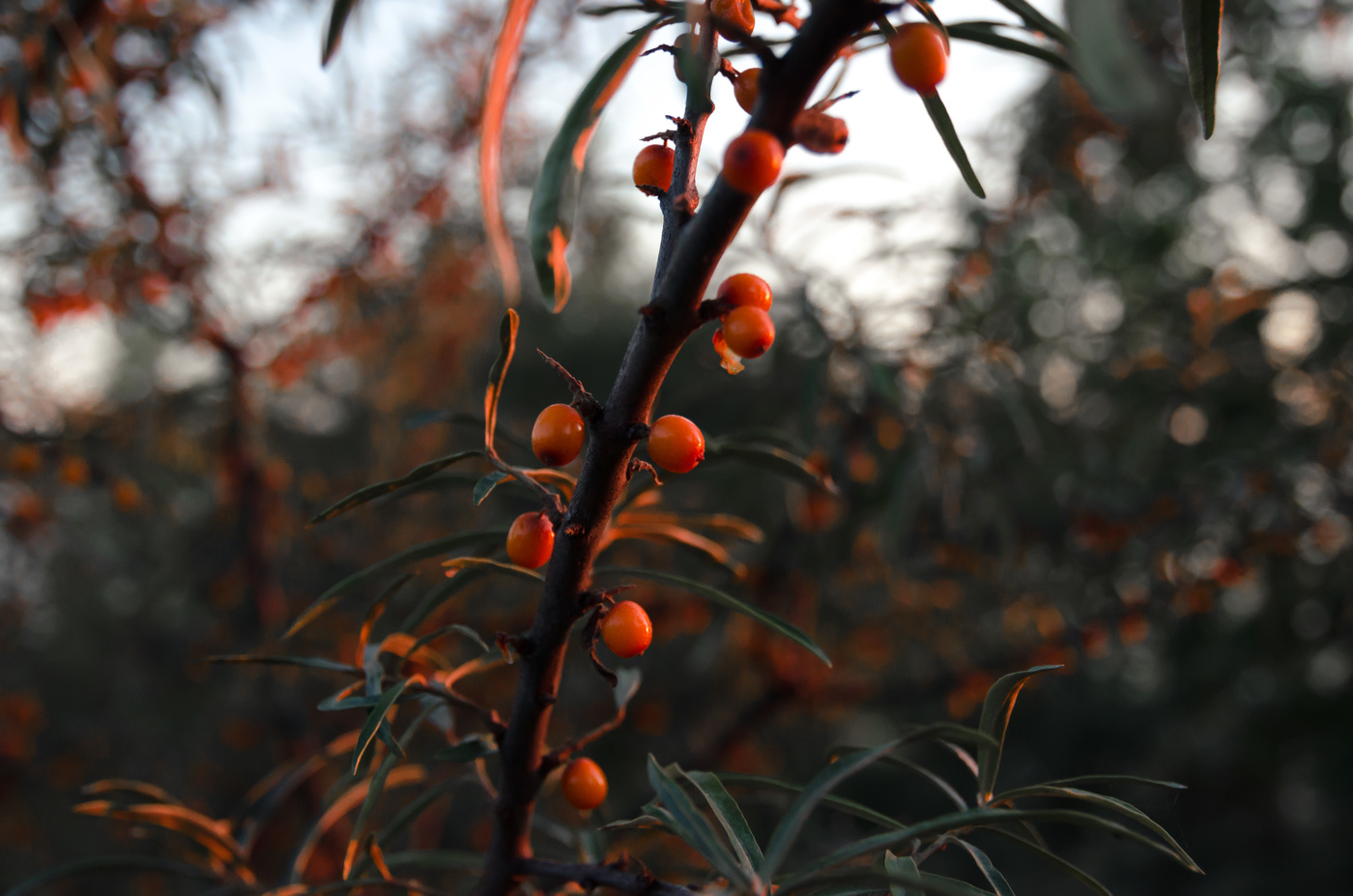 Облепиха на закате.