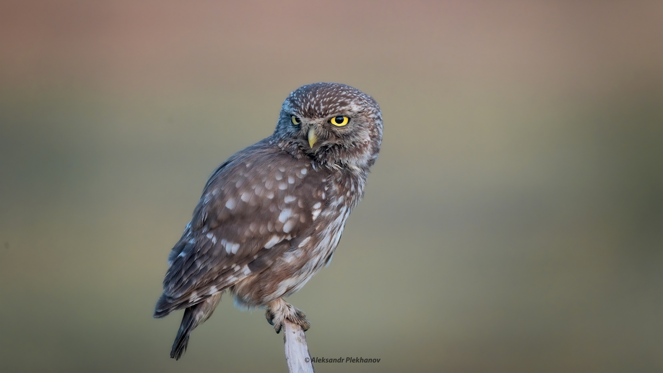 Портрет с характером