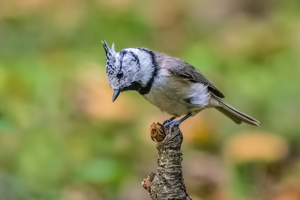 Гренадёрка.