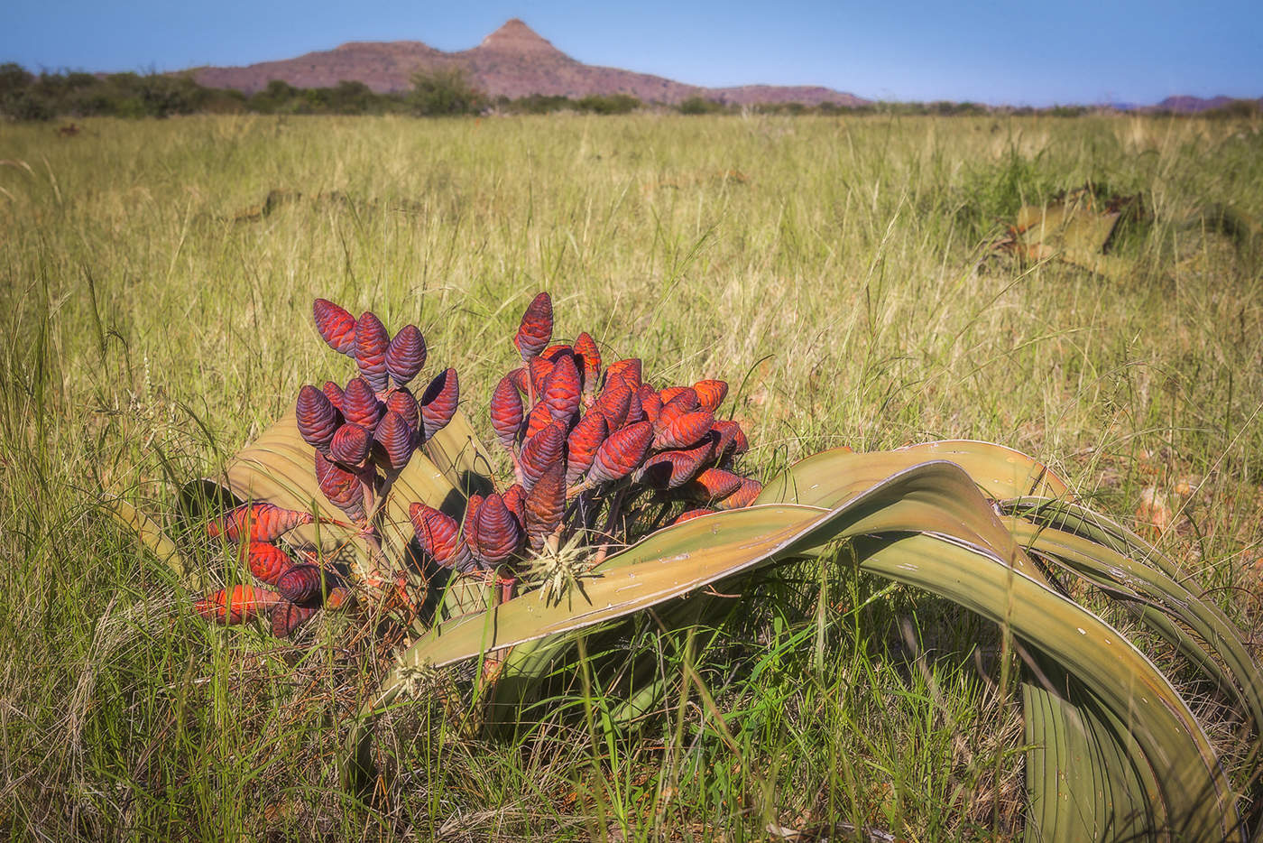 Большой Господин