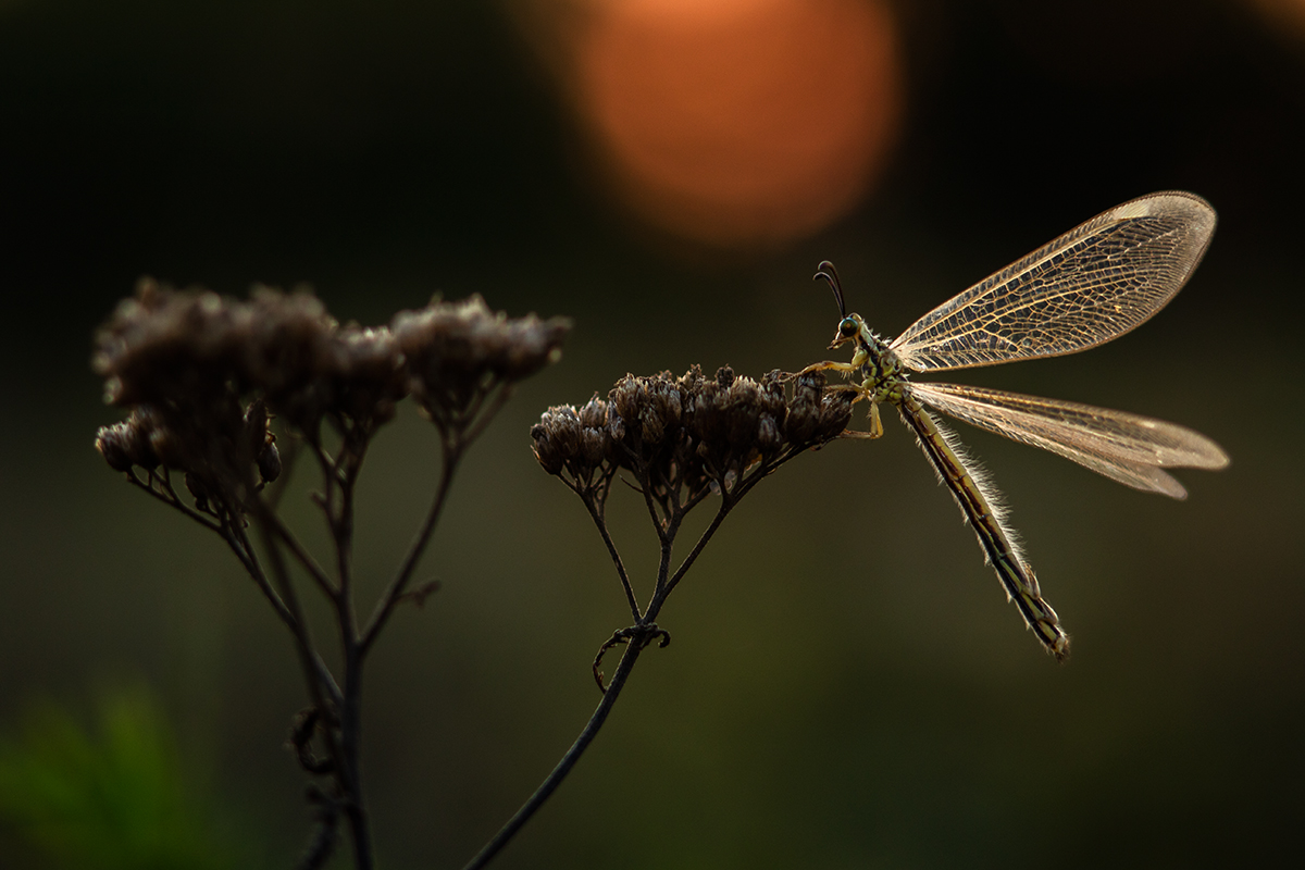Муравьиный лев