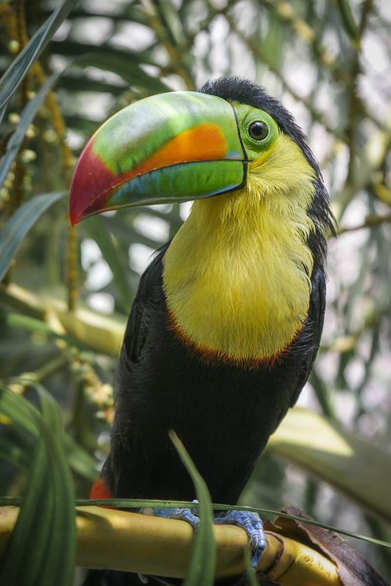 "Токано, токано!"