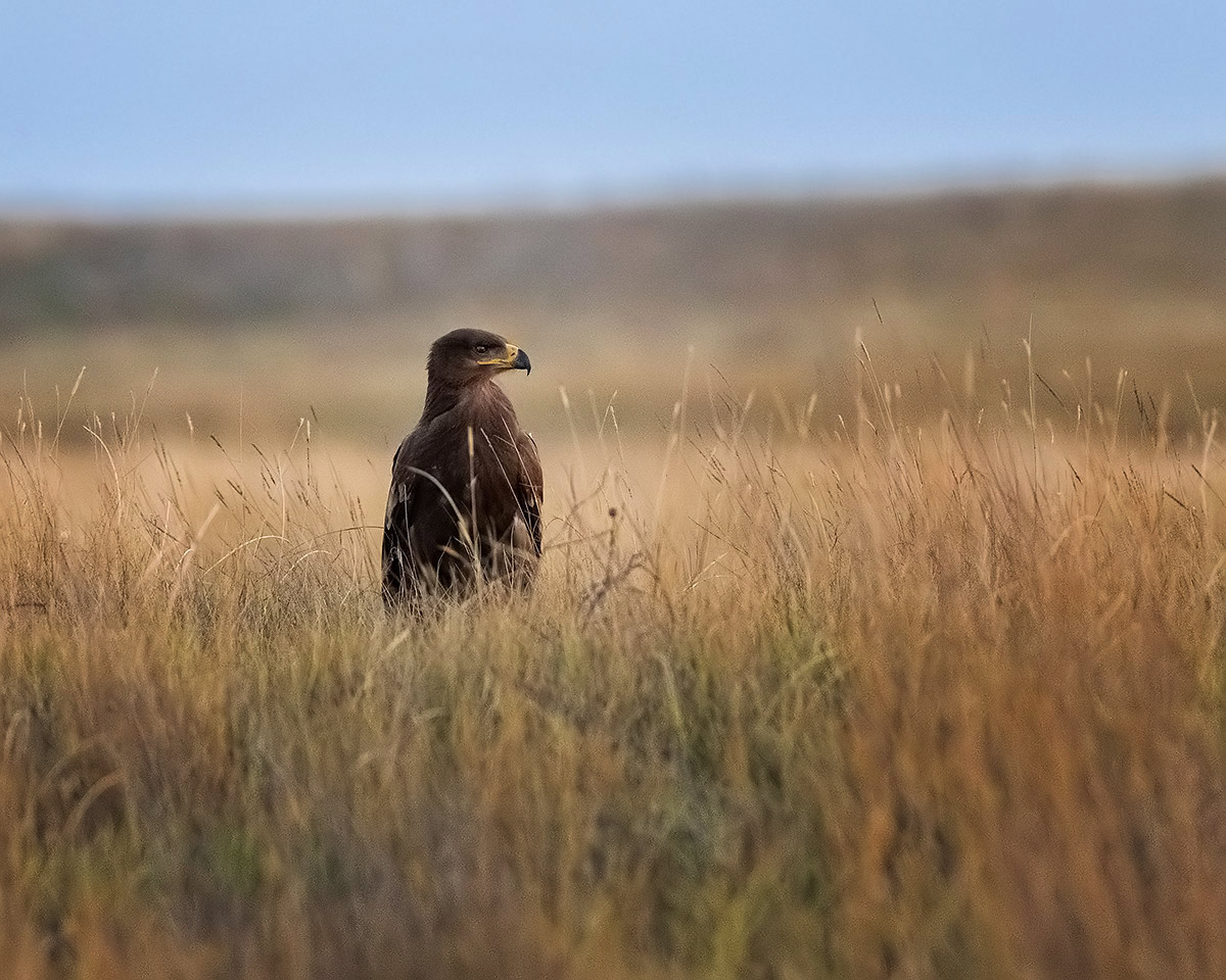 Степной орел (Aquila nipalensis)