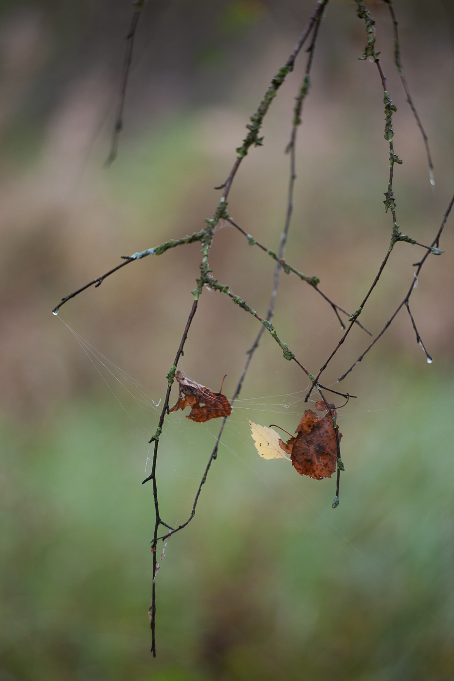 портрет с грустинкой об ушедшем лете
