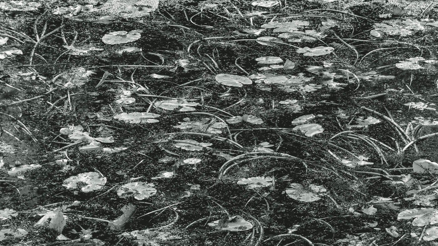 Жизнь вокруг